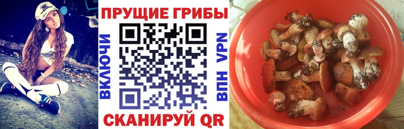 hydra ССЫЛКА  Зима  Псилоцибиновые грибы Psilocybe 